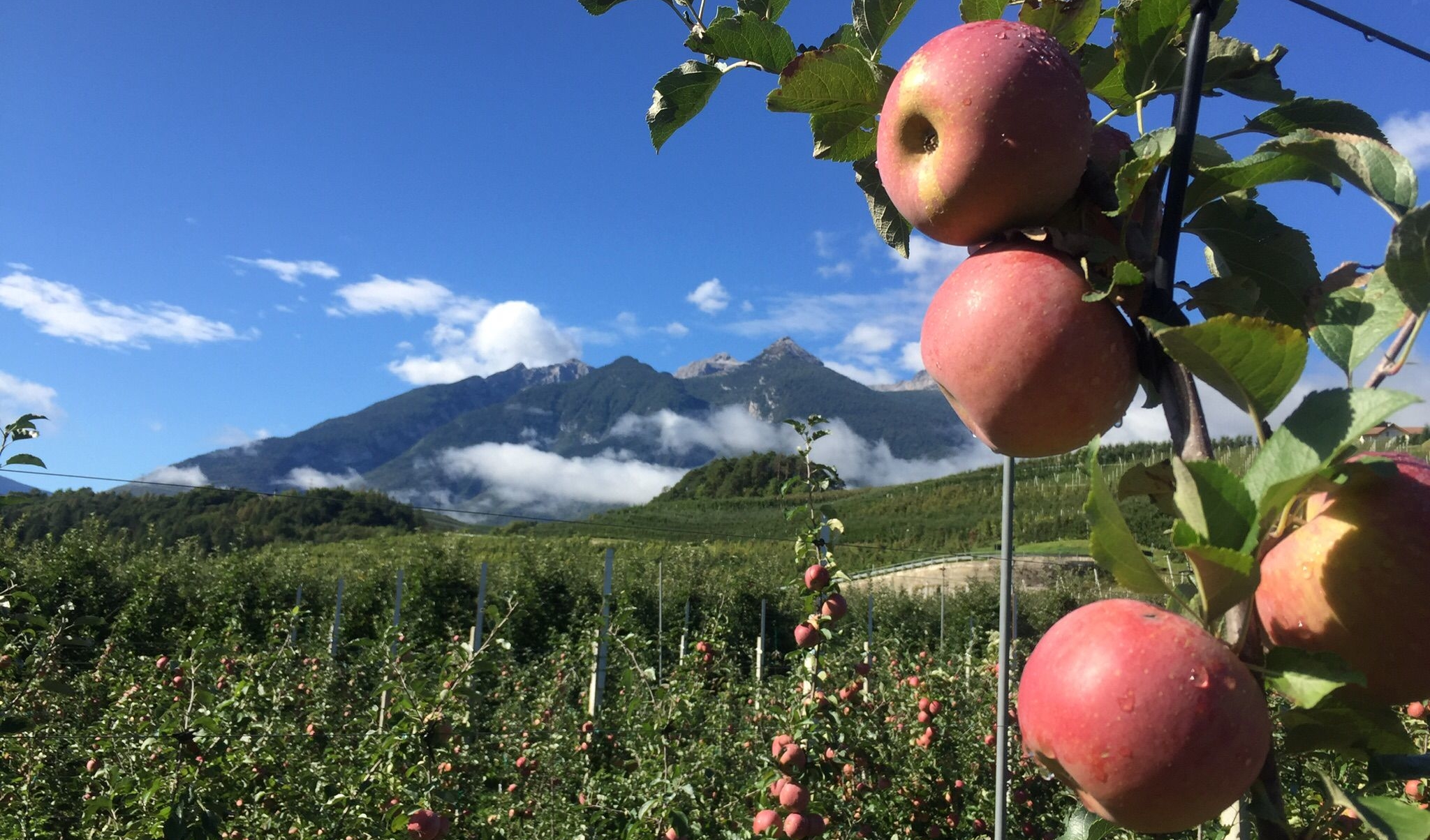 Agricolo stagionale, il punto con Flai Cgil